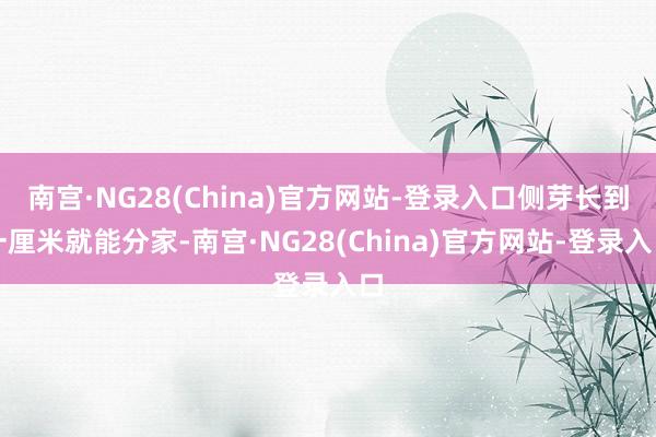 南宫·NG28(China)官方网站-登录入口侧芽长到一厘米就能分家-南宫·NG28(China)官方网站-登录入口